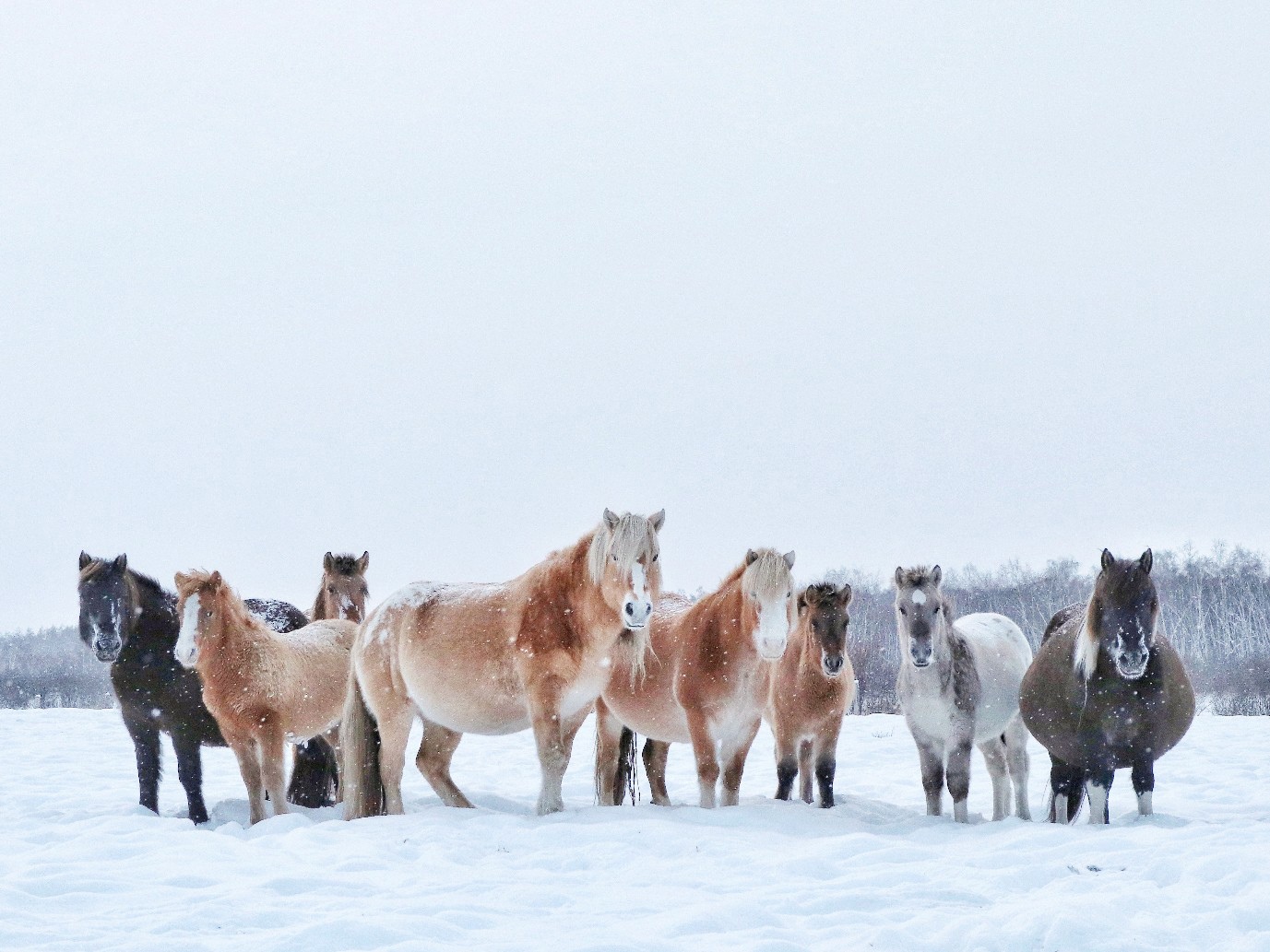 Якутская лошадь фото с человеком